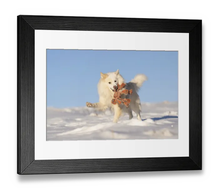 Framed Print : Fun in the snow