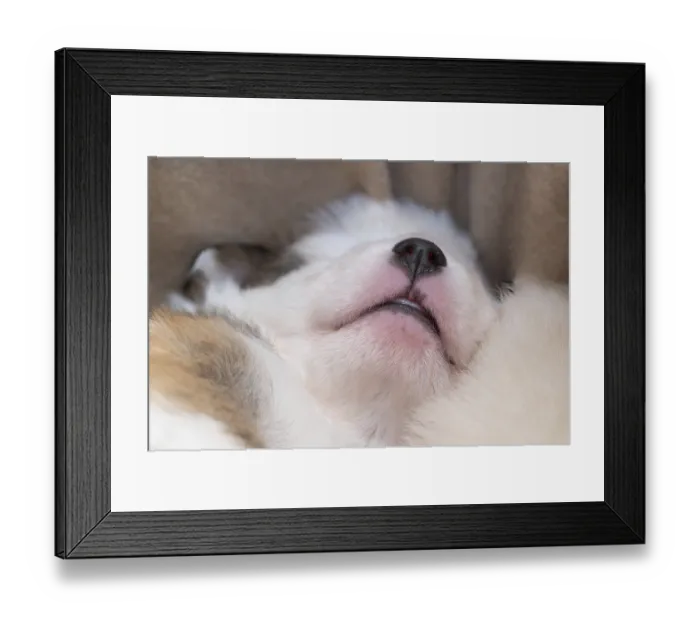 Framed Print : Three week old Icelandic dog Framed Print : Three week old Icelandic dog