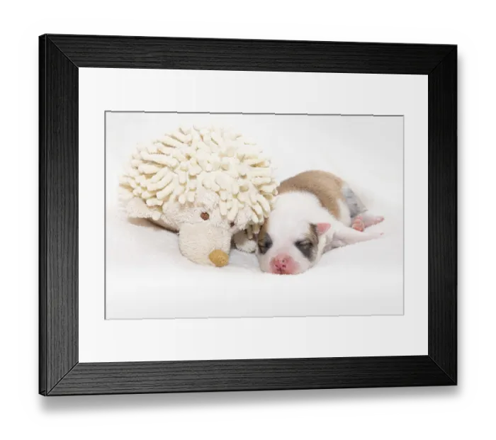 Framed Print : 7 day old Icelandic puppy