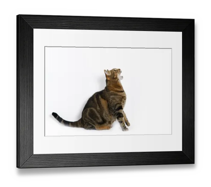 Framed Print : Common cat with open mouth isolated on a white background Framed Print : Common cat with open mouth isolated on a white background