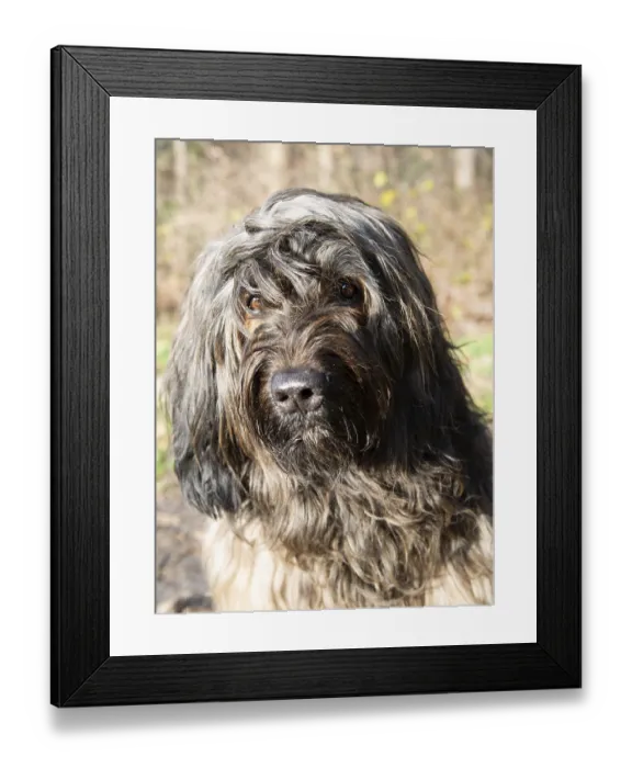 Framed Print : Close-up of a long-haired dog with curious brown eyes