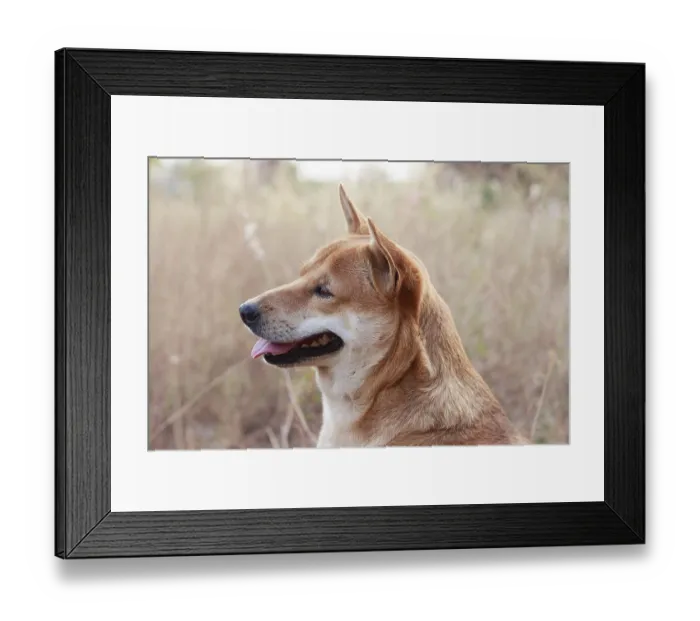 Framed Print : Portrait of a happy brown dog in the meadow Framed Print : Portrait of a happy brown dog in the meadow