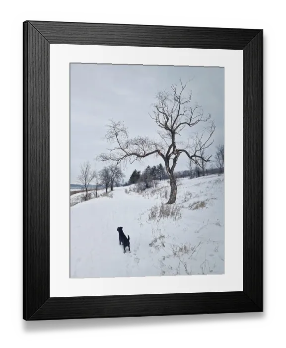 Framed Print : Active and curious dog walks in the snow searching around and hunting in the winter forest