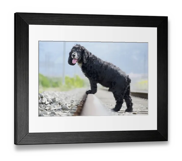 Framed Print : Cute Black Cocker Spaniel Dog Standing on the Railroad Tracks in a Sunny Day in Ticino Framed Print : Cute Black Cocker Spaniel Dog Standing on the Railroad Tracks in a Sunny Day in Ticino