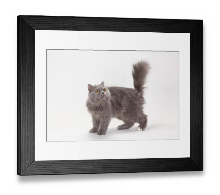 Framed Print : British longhair cat, blue-white Framed Print : British longhair cat, blue-white