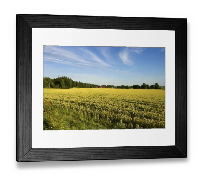 Framed Print : Wheat (Triticum aestivum) ripening crop in field Framed Print : Wheat (Triticum aestivum) ripening crop in field
