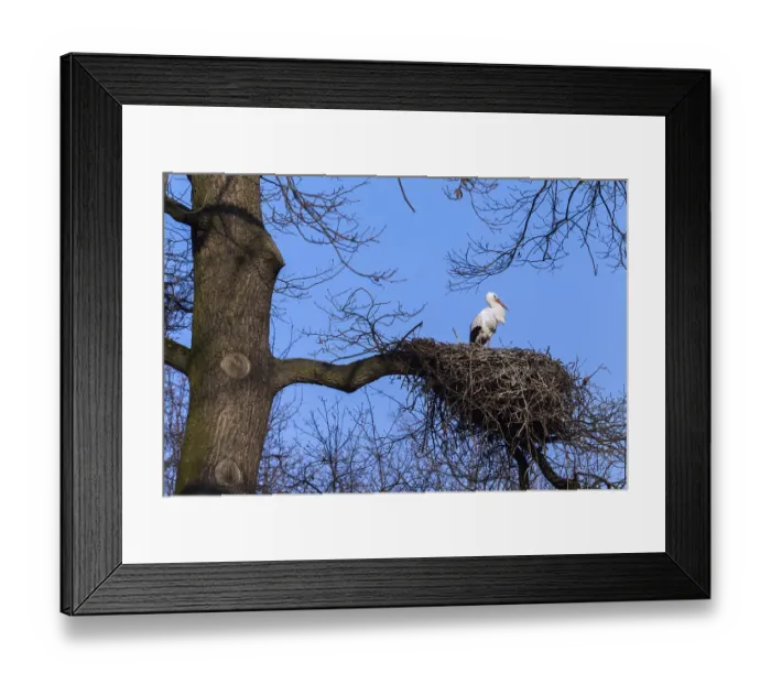 Framed Print : White stork (Ciconia ciconia), nest, Germany Framed Print : White stork (Ciconia ciconia), nest, Germany