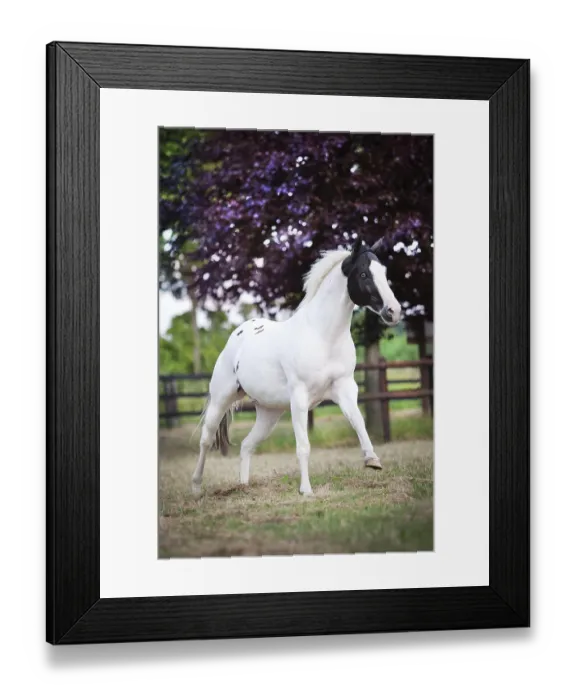 Framed Print : Paint Horse, Black Tobiano, gelding galloping