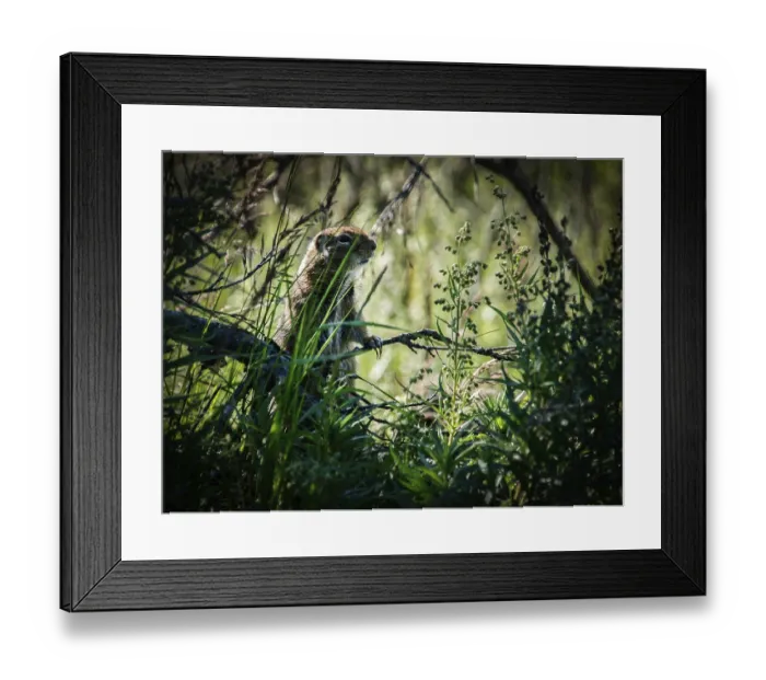 Framed Print : Arctic gopher (Syn. : Spermophilus parryii) or Arctic ground squirrel (Urocitellus parryii)