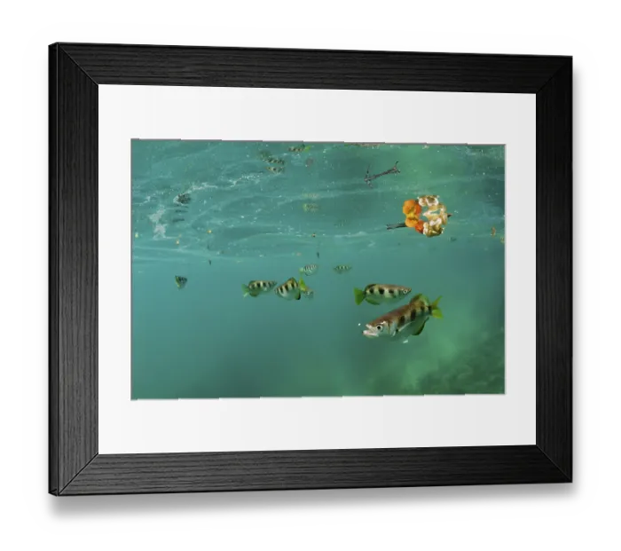 Framed Print : Archerfish, Toxotes jaculatrix Framed Print : Archerfish, Toxotes jaculatrix