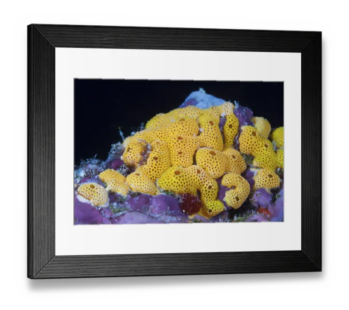 Framed Print : Orange-coloured sea squirt colony Framed Print : Orange-coloured sea squirt colony