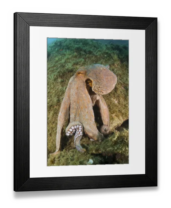 Framed Print : Common octopus on the reef, Octopus vulgaris
