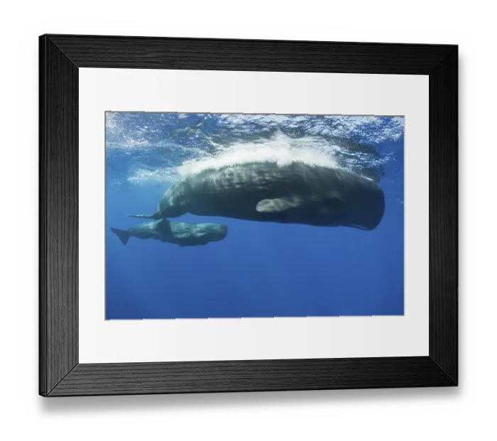 Framed Print : Sperm whale mother with calf, Physeter macrocephalus