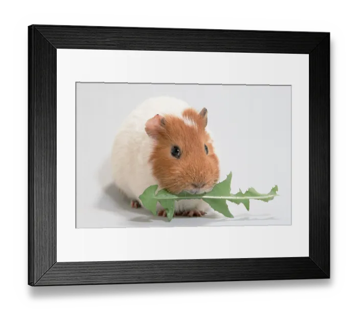 Framed Print : Guinea Pig pig with dandelion