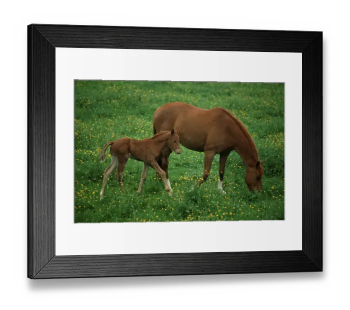 Framed Print : Domestic horse, mare with foal, France
