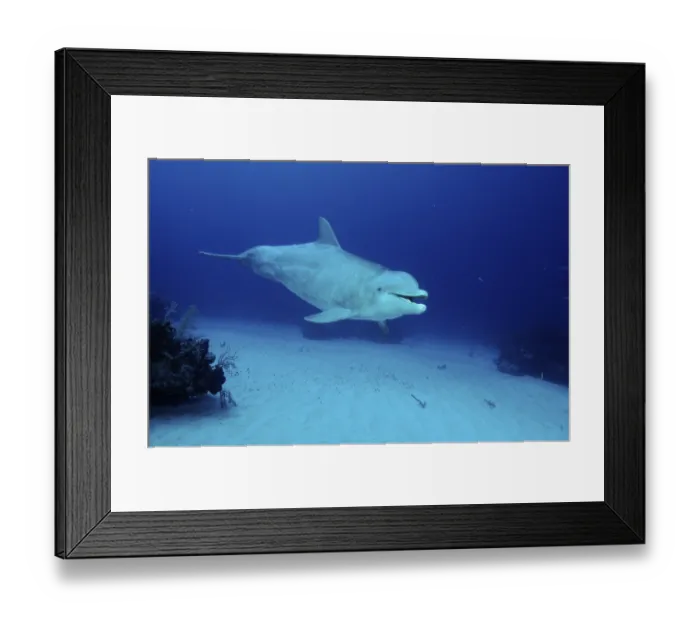 Framed Print : Bottlenose Dolphin (Tursiops truncatus)