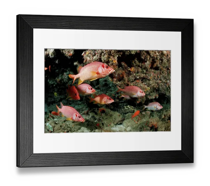 Framed Print : Sabre squirrelfish (Sargocentron spiniferum) Framed Print : Sabre squirrelfish (Sargocentron spiniferum)