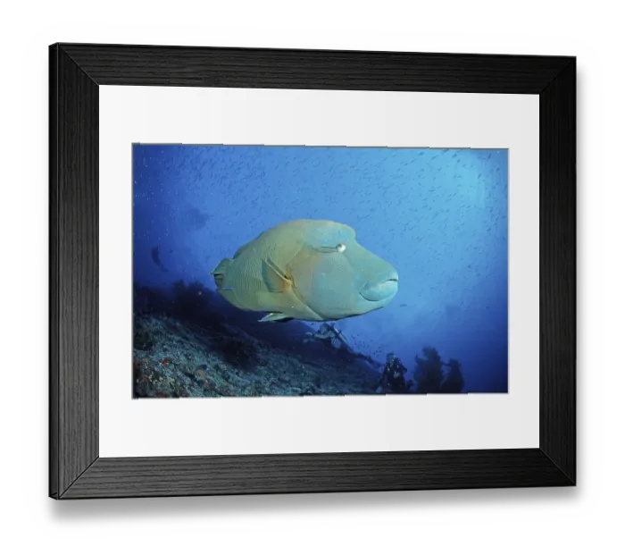 Framed Print : Humphead Wrasse (Cheilinus undulatus) Framed Print : Humphead Wrasse (Cheilinus undulatus)