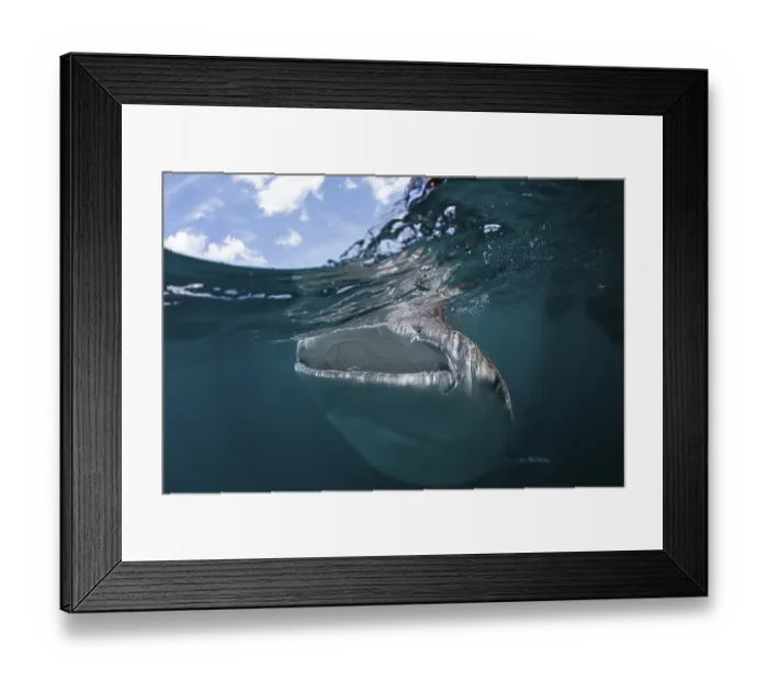 Framed Print : Whale shark (Rhincodon typus), Triton Bay