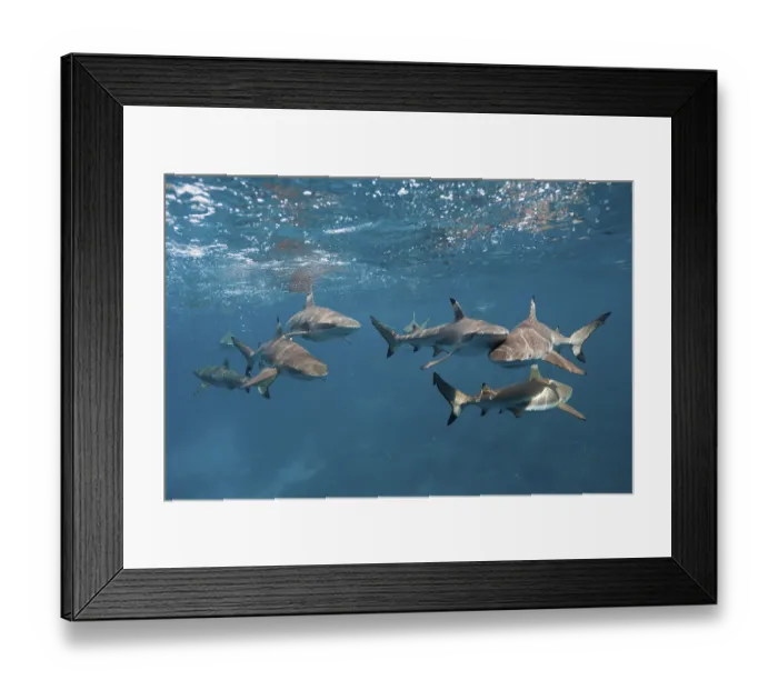 Framed Print : Blacktip reef sharks (Carcharhinus melanopterus) Framed Print : Blacktip reef sharks (Carcharhinus melanopterus)