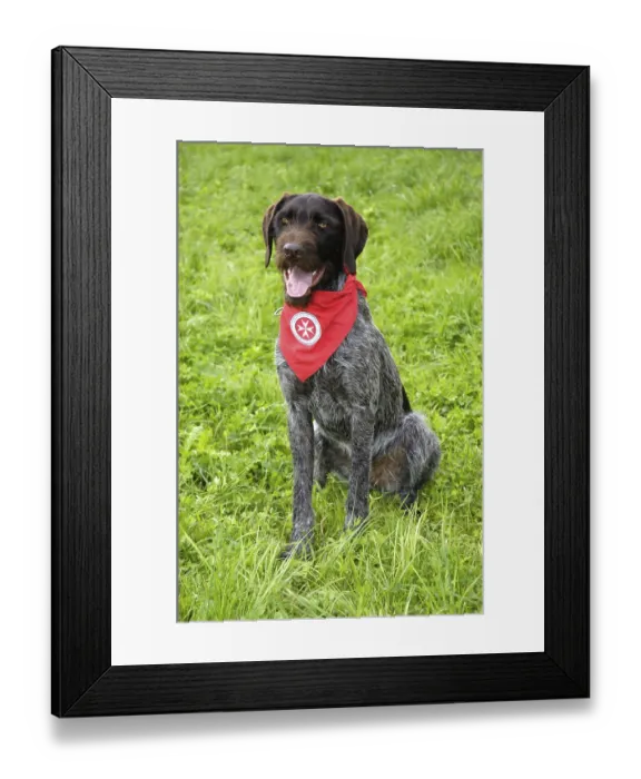 Framed Print : German Wirehaired Pointing Dog, Rescue Dog