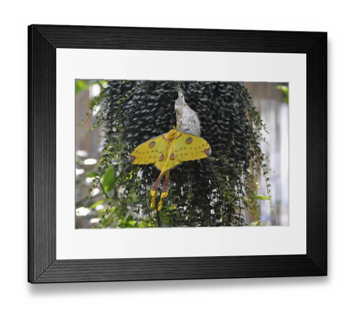 Framed Print : On Lake Constance, Mainau Island