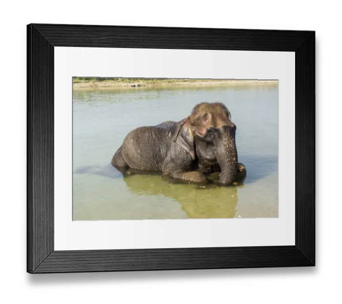 Framed Print : Domesticated young Asian elephant (Elephas maximus) bathing in shallow river