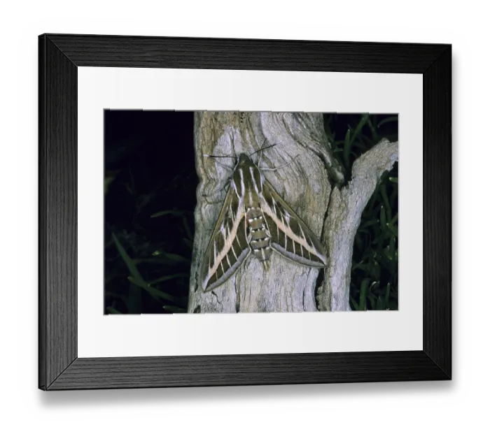 Framed Print : Striped Hawkmoth (Hyles lineata livornica) on wood