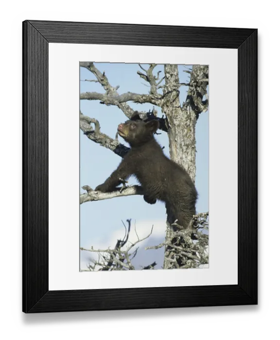 Framed Print : American Black Bear (Ursus americanus)