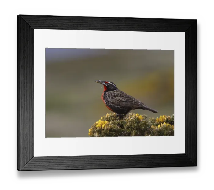 Framed Print : Long-tailed Meadowlark (Sturnella loyca), male Framed Print : Long-tailed Meadowlark (Sturnella loyca), male