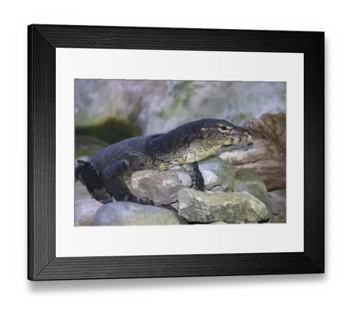 Framed Print : Water monitor (Varanus salvator)