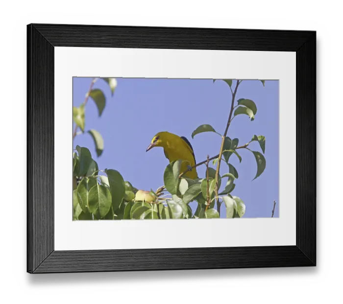 Framed Print : Golden Oriole (Oriolus oriolus) Framed Print : Golden Oriole (Oriolus oriolus)