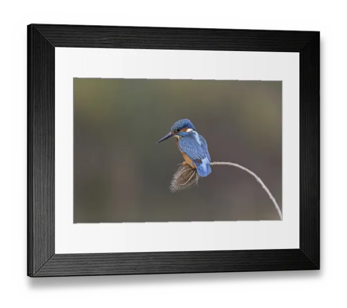 Framed Print : Common Kingfisher (Alcedo atthis) adult male