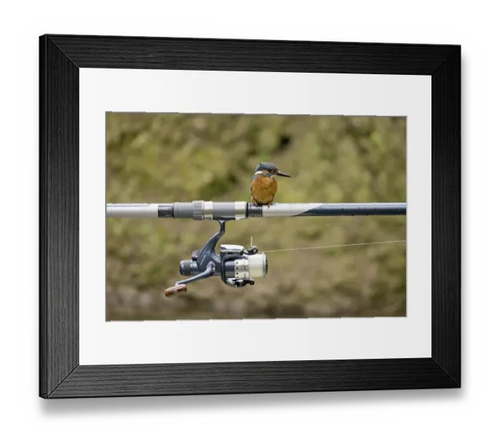Framed Print : Common Kingfisher (Alcedo atthis) adult male