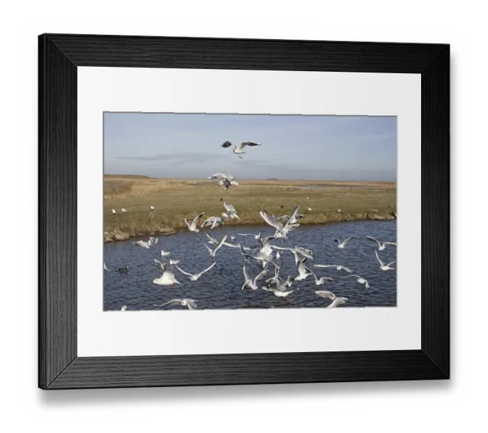 Framed Print : Black-headed Gull (Chroicocephalus ridibundus) flock Framed Print : Black-headed Gull (Chroicocephalus ridibundus) flock
