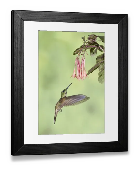 Framed Print : Fawn-breasted Brilliant (Heliodoxa rubinoides) Framed Print : Fawn-breasted Brilliant (Heliodoxa rubinoides)
