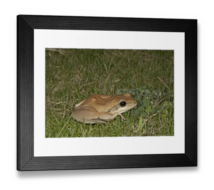 Framed Print : Common Indian Treefrog (Polypedates maculatus) adult