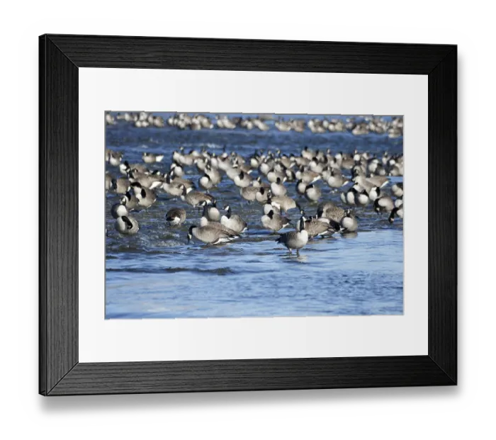 Framed Print : Canada geese (Branta canadensis) on the river