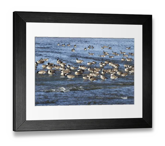 Framed Print : Canada geese (Branta canadensis) on the river Framed Print : Canada geese (Branta canadensis) on the river