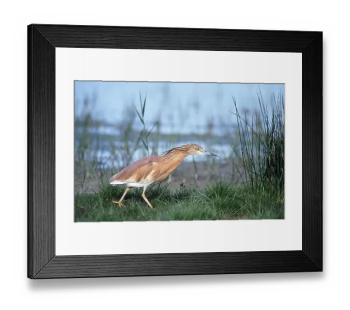 Framed Print : Squacco heron (Ardeola ralloides)