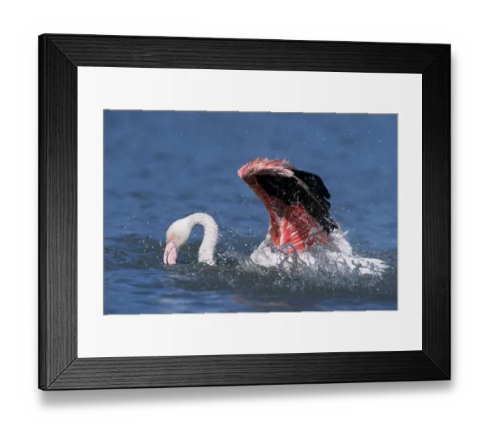 Framed Print : Greater Flamingo (Phoenicopterus ruber roseus) bathing