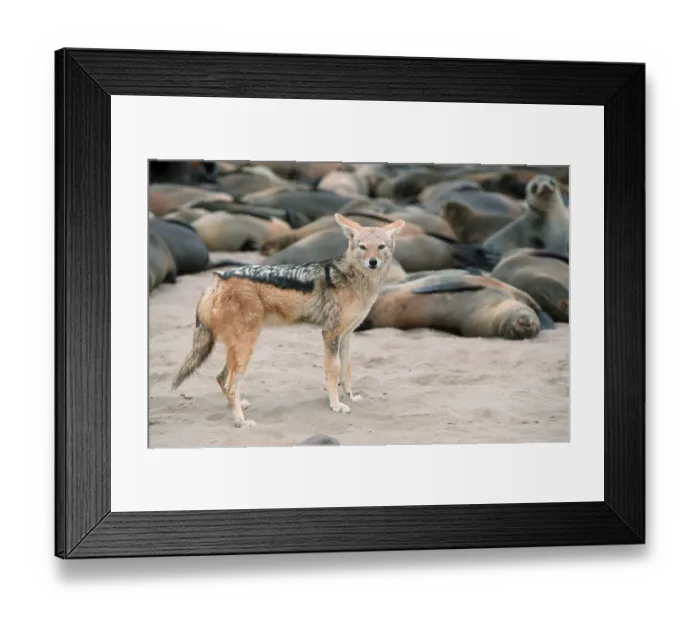 Framed Print : South African Fur Seals (Arctocephalus pusillus) and Black-backed Jackal (Canis mesomelas)