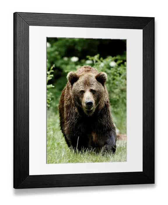 Framed Print : European brown bear (Ursus arctos)