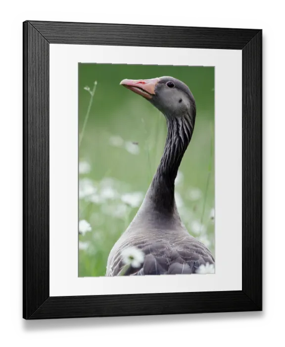 Framed Print : Greylag goose, Greylag goose (Anser anser)
