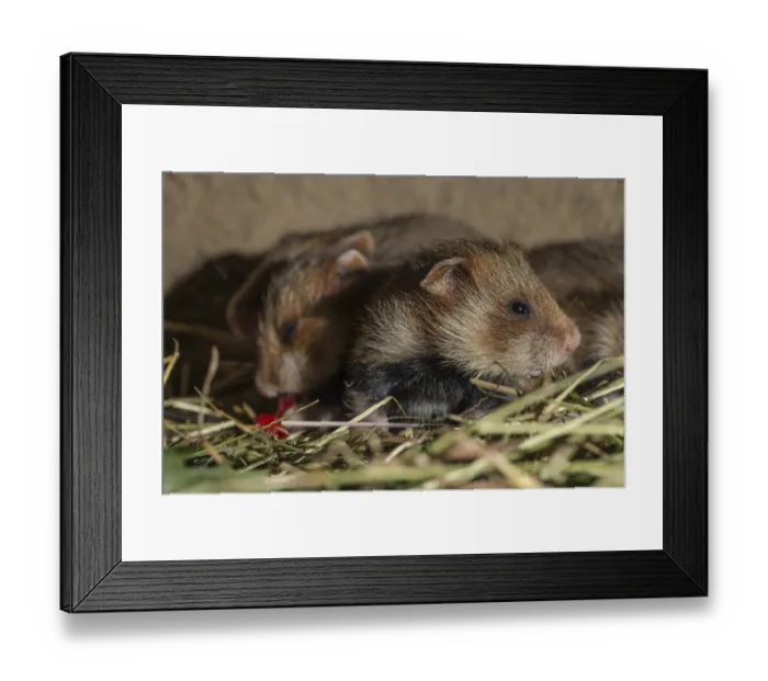 Framed Print : European Hamster (Cricetus cricetus)