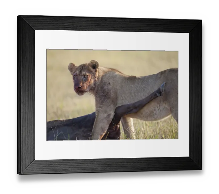 Framed Print : African Lion Lion, lions, predators