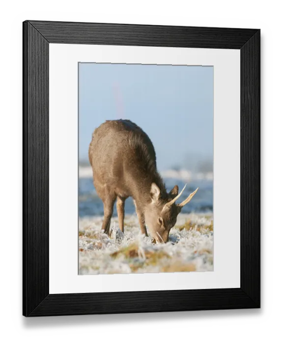 Framed Print : Sika deer (Cervus nippon) introduced species Framed Print : Sika deer (Cervus nippon) introduced species