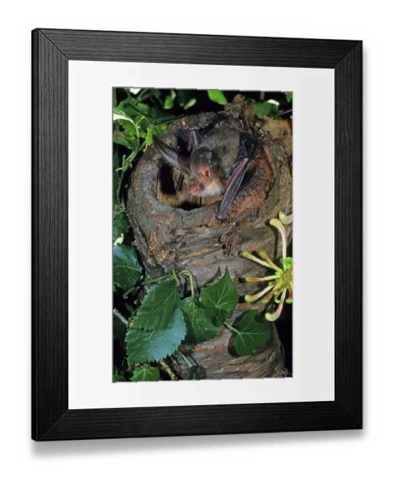 Framed Print : Brown long-eared bats (Plecotus auritus)