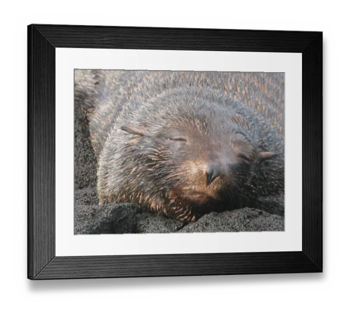 Framed Print : Galapagos Sea Bear, southern fur seal (Arctocephalus)