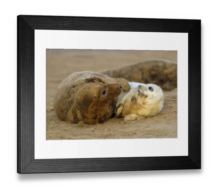 Framed Print : Grey seal, grey seals (Halichoerus grypus)